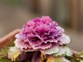 Beautiful ornamental purple cabbage with bright magenta and grey frilly leaves in the garden