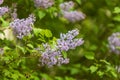 Beautiful ornamental shrub Lilac - Syringa vulgaris - blue-violet flowers with green leaves