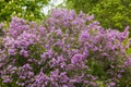 Beautiful ornamental shrub Lilac - Syringa vulgaris - blue-violet flowers with green leaves