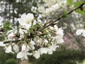 Beautiful Ornamental Spring Blossoming Yoshino Cherry Flowers
