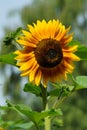 Beautiful ornamental sunflower - Helianthus Royalty Free Stock Photo