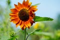 Beautiful ornamental sunflower - Helianthus Royalty Free Stock Photo