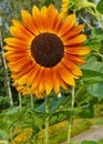 Beautiful ornamental sunflower - Helianthus Royalty Free Stock Photo