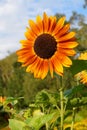 Beautiful ornamental sunflower - Helianthus Royalty Free Stock Photo