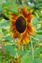 Beautiful ornamental sunflower - Helianthus Royalty Free Stock Photo