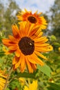 Beautiful ornamental sunflower - Helianthus Royalty Free Stock Photo