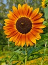 Beautiful ornamental sunflower - Helianthus Royalty Free Stock Photo