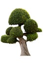 Beautiful ornamental tree, Green topiary tree, big bonsai, Suitable for use in architectural design or Decoration work isolated on Royalty Free Stock Photo