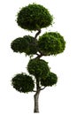 Beautiful ornamental tree, Green topiary tree, Green leaves ornamental plant, big bonsai, Suitable for use in architectural design Royalty Free Stock Photo