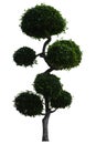 Beautiful ornamental tree, Green topiary tree, Green leaves ornamental plant, big bonsai, Suitable for use in architectural design Royalty Free Stock Photo