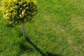 Beautiful ornamental tree and neatly trimmed lawn