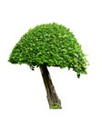 Beautiful ornamental tree from Thailand, Green topiary tree, Green leaves ornamental plant, big bonsai, Suitable for use in Royalty Free Stock Photo