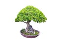 Beautiful ornamental tree from Thailand, Green topiary tree, Green leaves ornamental plant, big bonsai, Suitable for use in Royalty Free Stock Photo