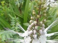 The beautiful Orthosiphon aristatus plant