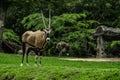 Beautiful Oryx , Gemsbok standing