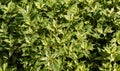 Beautiful Osmanthus Heterophyllus `Goshiki`, False Holly or olive holly with spiky variegated evergreen foliage Royalty Free Stock Photo