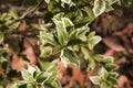 Beautiful Osmanthus Heterophyllus Goshiki False Holly, holly osmanthus or holly olive with spiky variegated evergreen foliage.