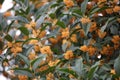 Beautiful flowered osmanthus