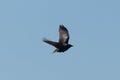 This beautiful Osprey bird was flying through the beautiful blue sky when I took this picture. The bird of prey has his wings out.