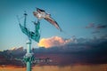 Beautiful Osprey with long wings ready to fly on a blue construction during sunset