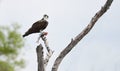 Beautiful Osprey Pandion haliaetus with a fish