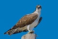 Beautiful Osprey (Pandion haliaetus) resting on the pole against the blue sunny sky