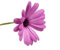 beautiful osteospermum or african daisy flower isolated Royalty Free Stock Photo