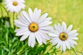 Beautiful Osteospermum daisy flower