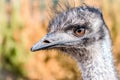 The head of a gray ostrich with big eyes Royalty Free Stock Photo