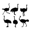 Beautiful Ostrich World\'s Biggest Birds.