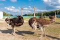 Beautiful ostriches on a farm against a blue sky