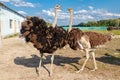 Beautiful ostriches on a farm against a blue sky