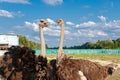 Beautiful ostriches on a farm against a blue sky