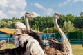 Beautiful ostriches on a farm against a blue sky