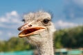 Beautiful ostriches on a farm against a blue sky