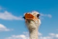 Beautiful ostriches on a farm against a blue sky