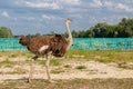 Beautiful ostriches on a farm against a blue sky