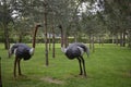 2 beautiful ostriches in the park