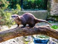 Beautiful otter on a log in sunny day - whole body