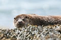 A beautiful Otter Lutra lutra lying on the shoreline on the Isle of Mull, Scotland after fishing in the sea.