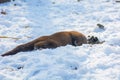 Beautiful Otter playing in the snow, fun animal face buried in the snow.