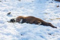 Beautiful Otter playing in the snow, fun animal face buried in the snow.