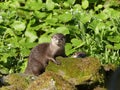 Beautiful Otters on a rock