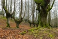 Beautiful Otzarreta Beech Forest in Gorbea Natural Park, Spain Royalty Free Stock Photo