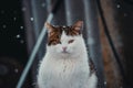 a beautiful outdoor cat in winter on the street Royalty Free Stock Photo