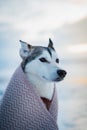 Beautiful outdoor husky dog covered in a blanket when winter. Best friend, winter time, cute female doggie. Dogs portrait in