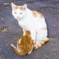 Beautiful outdoor Mother cat feeding kitten