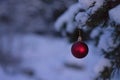 Beautiful outdoor photo of red christmas decoration ball in small snowy tree Royalty Free Stock Photo