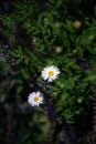 Beautiful outdoor scene featuring two Mexican fleabanes. Erigeron karvinskianus. Royalty Free Stock Photo