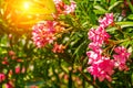 Beautiful outdoor shrub plant with pink flowers Oleander Royalty Free Stock Photo